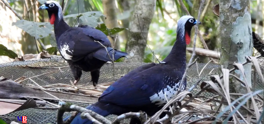 Em risco de extinção, jacutingas são devolvidas à natureza em SP