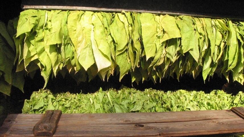 Paraná deve ter safra recorde de tabaco em 2025/26